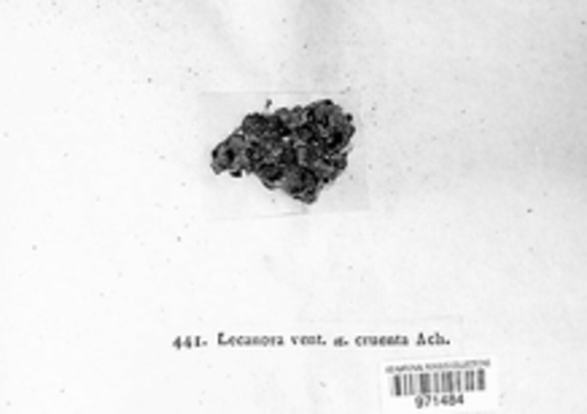 Lecanora ventosa var. cruenta image